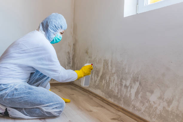 Licensed Mold Cleanup service in Berlin, MD - WQB Mold Removal